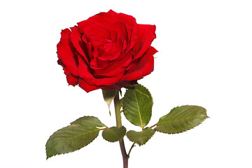 Fototapeta premium Rote Rose