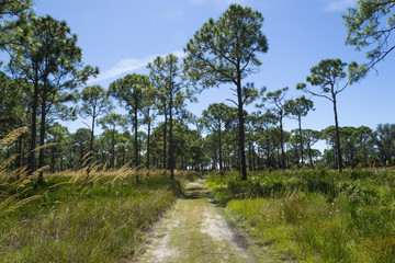 Florida shrub pine forest landscape in Oscar Sherer National Park