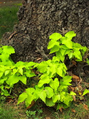 古木の根元の若葉
