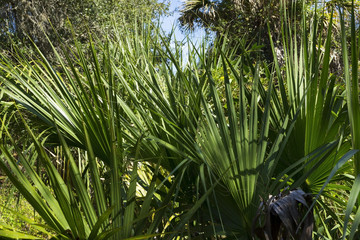 Fototapeta premium Young palm tree leaves