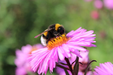 bumblebee on the aster