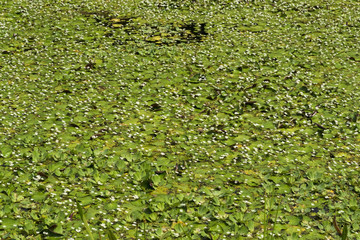 Water lilies and duckweed on pond surface
