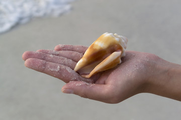 Hand holding seashell on the beach