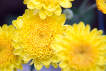 Chrysanthemum flowers