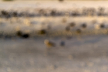 Turns on white beach sand - blurred background