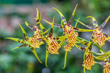 orchidée araignée, orchidée brassia tigrée
