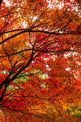 紅葉