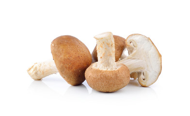 Shiitake Mushroom on white background