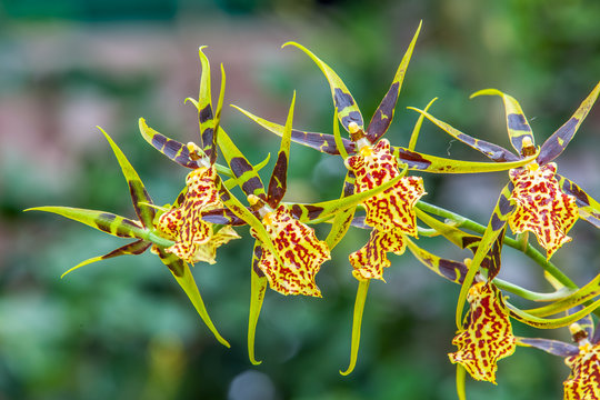 Fototapeta orchidée araignée, orchidée brassia tigrée