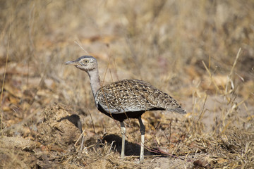 A red crested korhaan walking camouflaged among dry grasses