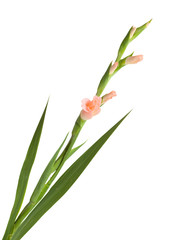Gladiolus isolated