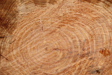 corte transversal del tronco de un árbol