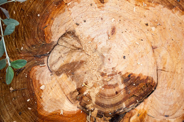 corte transversal del tronco de un árbol