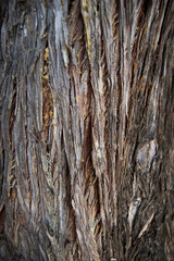 Corteza de &aacute;rbol.