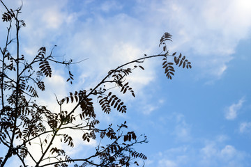 Branch of a mountain ash against the blue sky