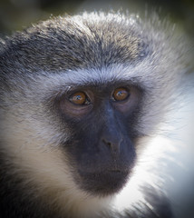 Vervet monkey portrait close up with detail on long facial hair