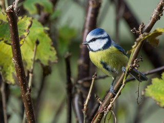 Fototapeta premium Blue tit sitting in a bush with leaves and twigs