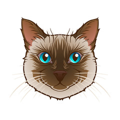 Fototapeta premium Cat head
