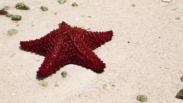 einen roter Seestern am Strand