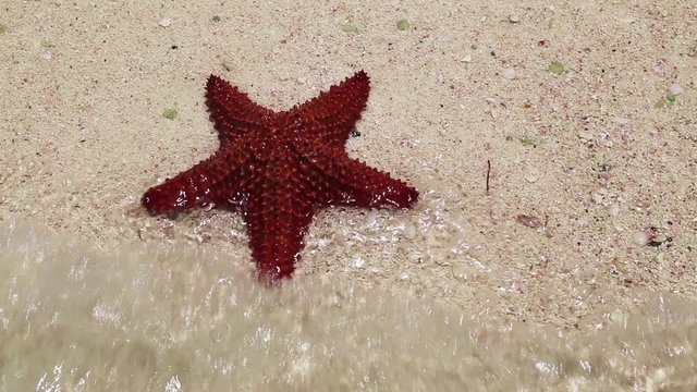 einen roter Seestern am Strand