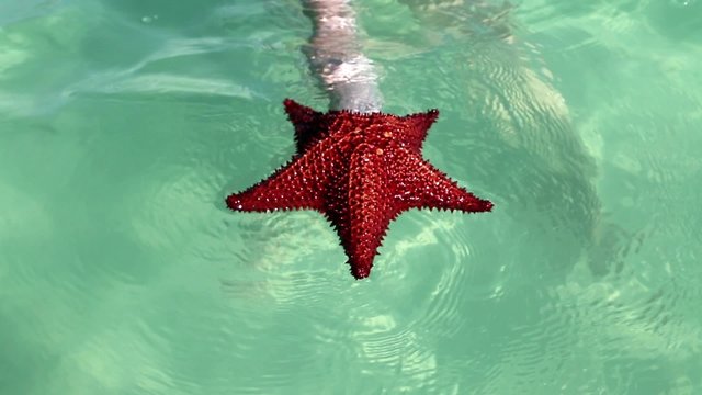 einen roter Seestern in der Hand halten