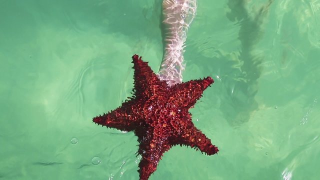 einen roter Seestern in der Hand halten