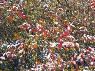 Листья в снегу