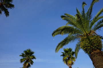 Fototapeta premium Drzewo palmowe