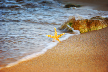 Starfish on the beach