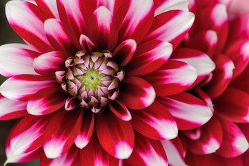 Dahlia macro background