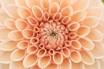 Fotobehang Dahlia Oranje dahlia macro