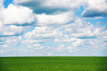 Meadow with green grass and blue sky with clouds