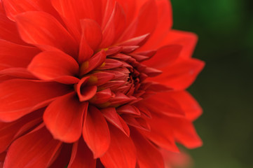 Red dahlia close-up