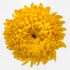 Yellow chrysanthemum isolated