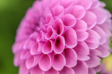 Pink dahlia macro