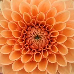 Abwaschbare Fototapete Dahlie Makro der orangefarbenen Dahlie
