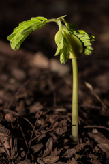 Young plants growth on the clay