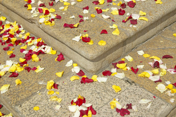 Strewn rose petals from wedding party, Antibes, France
