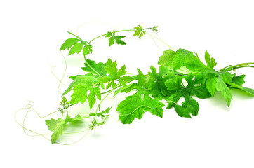 Bitter gourd leaves on White background