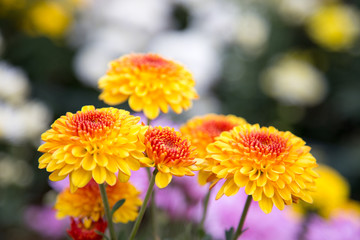 Chrysanthemum flowers