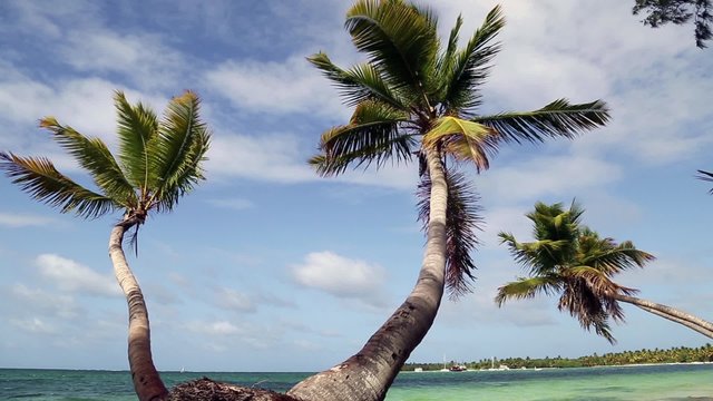 nat&uuml;rlicher Strand mit Palmen in der dominikanischen Republik