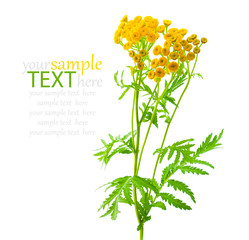Herb tansy isolated on white. Plant with flowers closeup.