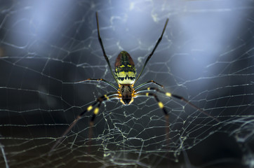Scary fancy huge neon coloured spider, Myanmar