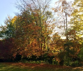 Fototapeta premium Autumn/Fall Trees