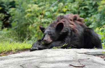 ours noir au repos