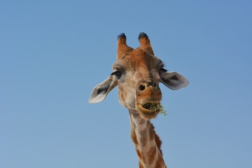 Portrait einer Steppengiraffe (giraffa camelopardalis) im Etosha Nationalpark
