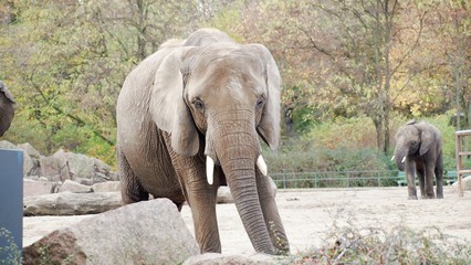 Elefant im Tierpark