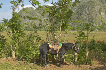 A horse tied to a tree in the Valle de Vi–ales, in central Cuba