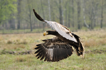 Junger Kamtschatka - Riesenseeadler
