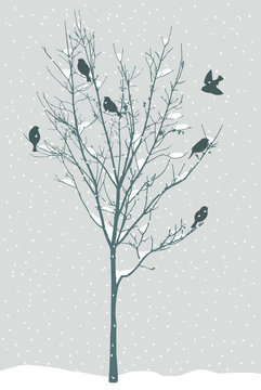 birds in the winter